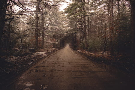 pathway between trees thumbnail