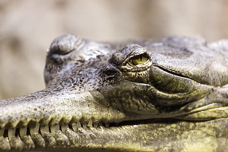 closeup photo of alligator thumbnail