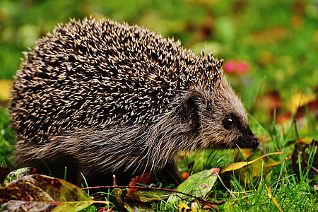 closeup photo of gray hedgehog thumbnail