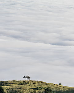 landscape photography of tree on hill under cloudy sky thumbnail