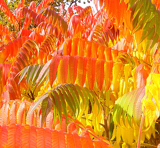 orange leafed tree thumbnail