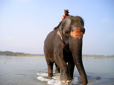 person riding elephant thumbnail
