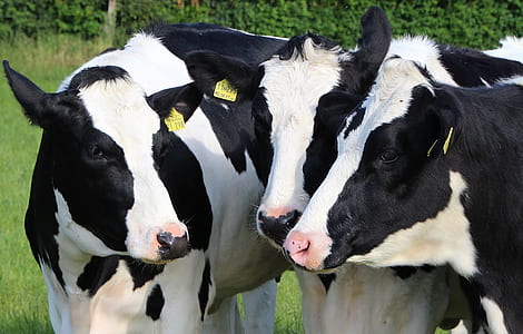 close-up of three dairy cows thumbnail