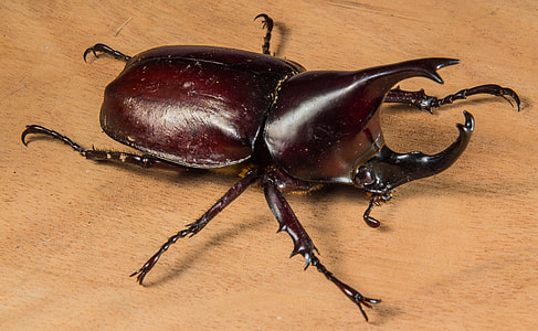 Tropical Beetles, Rhinoceros Beetle thumbnail