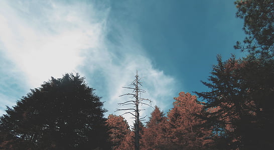 low-angle photography of sky thumbnail