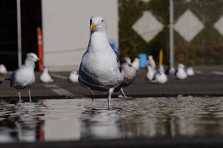 shallow focus photography of white pigeon thumbnail
