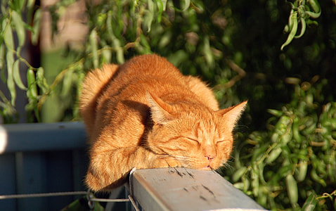 orange  fur cat on gray wooden board thumbnail
