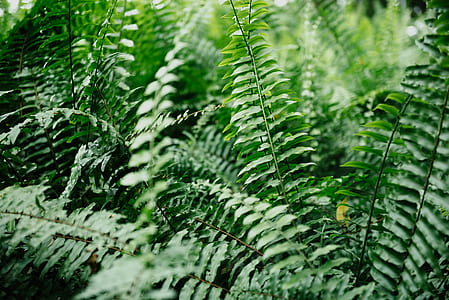Boston fern plant thumbnail