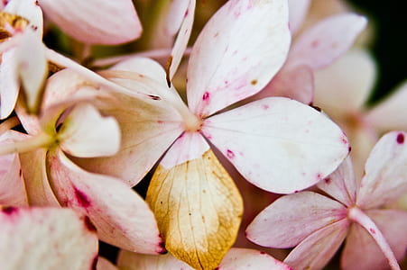 selective focus photography of pink petaled flowers thumbnail