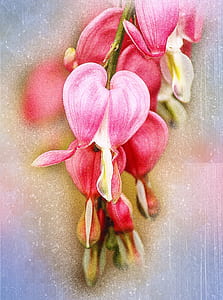 closeup photography of pink petaled flowers thumbnail