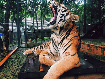brown tiger on focus photography thumbnail