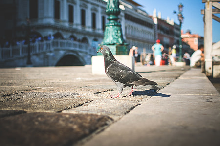 Pigeon in Venice Streets thumbnail