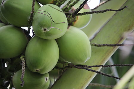 selective focus photography of coconuts on tree thumbnail