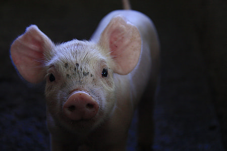 focus photo of white pig thumbnail