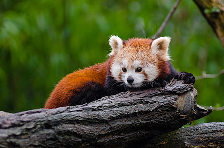 Red Panda thumbnail