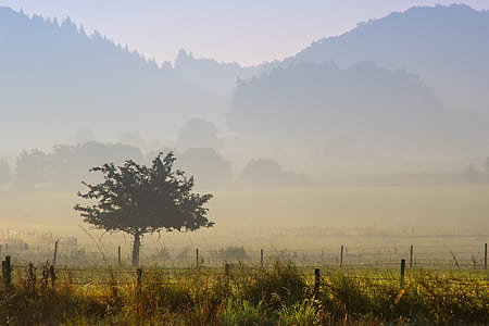 tree near fence with mountain distance thumbnail