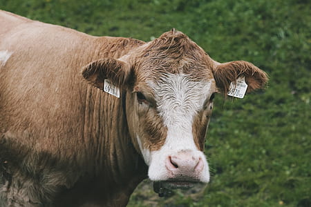 brow and white cow on green grass field during daytime thumbnail