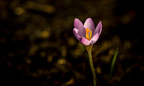selective focus photography of purple petaled flower thumbnail