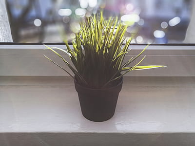 green-leafed plant on pot thumbnail