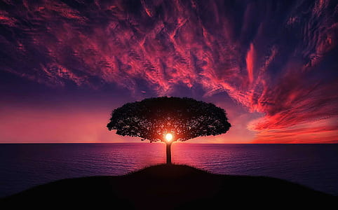 silhouette of tree on island beside body of water during golden hour thumbnail