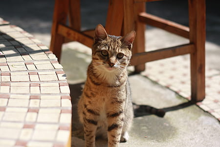 Brown Tabby Cat Sitting on Concrete Floor during Daytime thumbnail