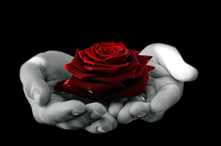person holding red rose thumbnail