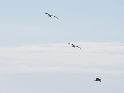 Three Birds Flying Under Blue Sky at Daytime thumbnail