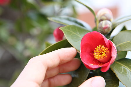 person touching red camellia flower thumbnail