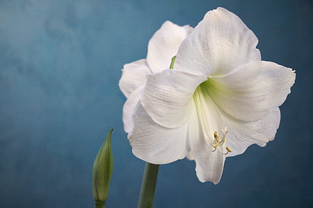 close-up photo of white amaryllis flower thumbnail