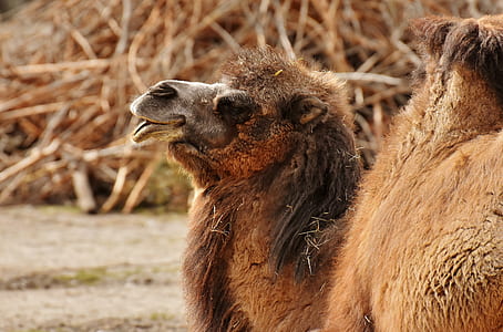 brown llama thumbnail