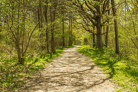 forest trail thumbnail