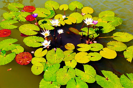 water lilies thumbnail