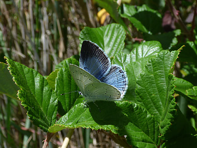 Blue Butterfly, Celastrina Argiolus thumbnail