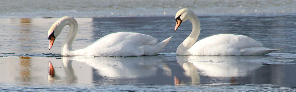 two white swans floating on body of water thumbnail
