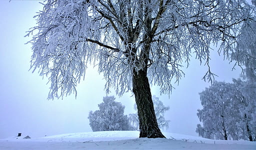pine tree covered with snow thumbnail