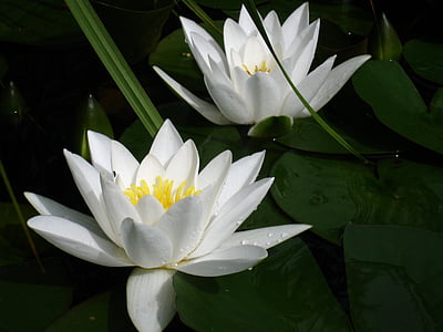 white flowers thumbnail