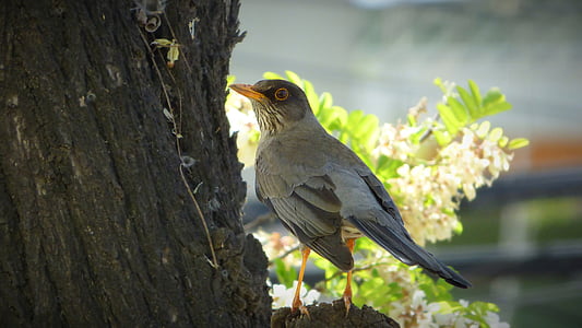 gray bird perched on the tree thumbnail