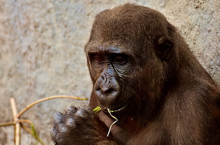 brown primate thumbnail