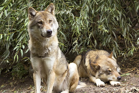 two brown wolves thumbnail