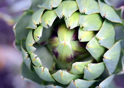 closeup photo of green plant thumbnail
