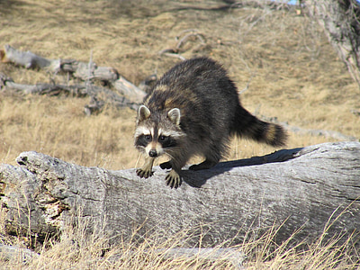 brown and black raccoon on gray wood log thumbnail
