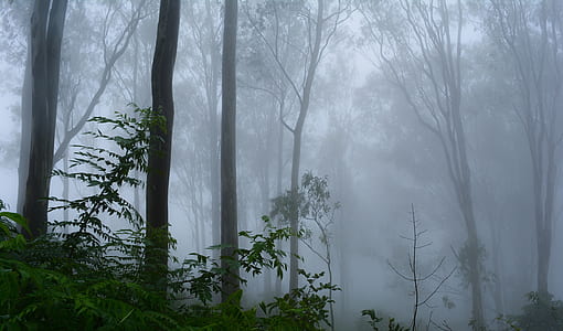 photography of forest with fog thumbnail