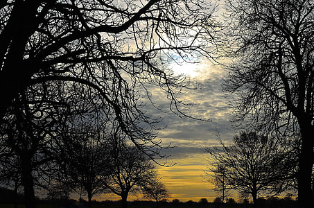 silhouette photo of trees thumbnail