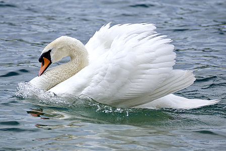 white swan on body of water at daytime thumbnail