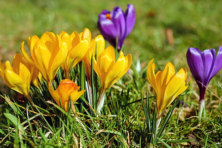 close up photo of yellow and purple petaled flowers thumbnail