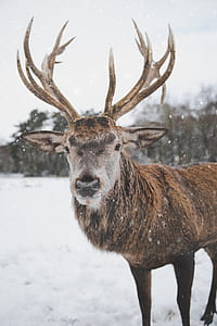 Brown Deer Standing on Snow thumbnail