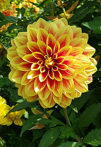yellow and red dahlia flower photography thumbnail