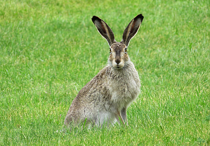brown and white hare thumbnail
