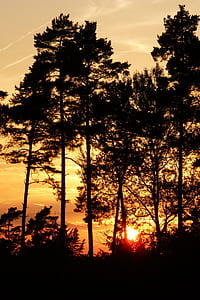 evening sky, sunset, afterglow, sky, trees thumbnail
