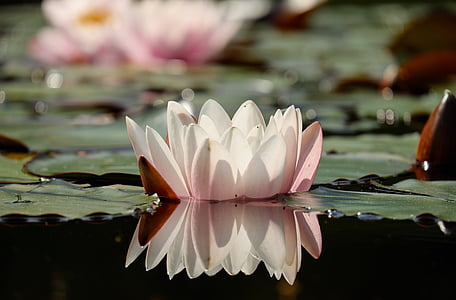 white lotus plant above water photo thumbnail